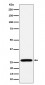 RPL13 Antibody